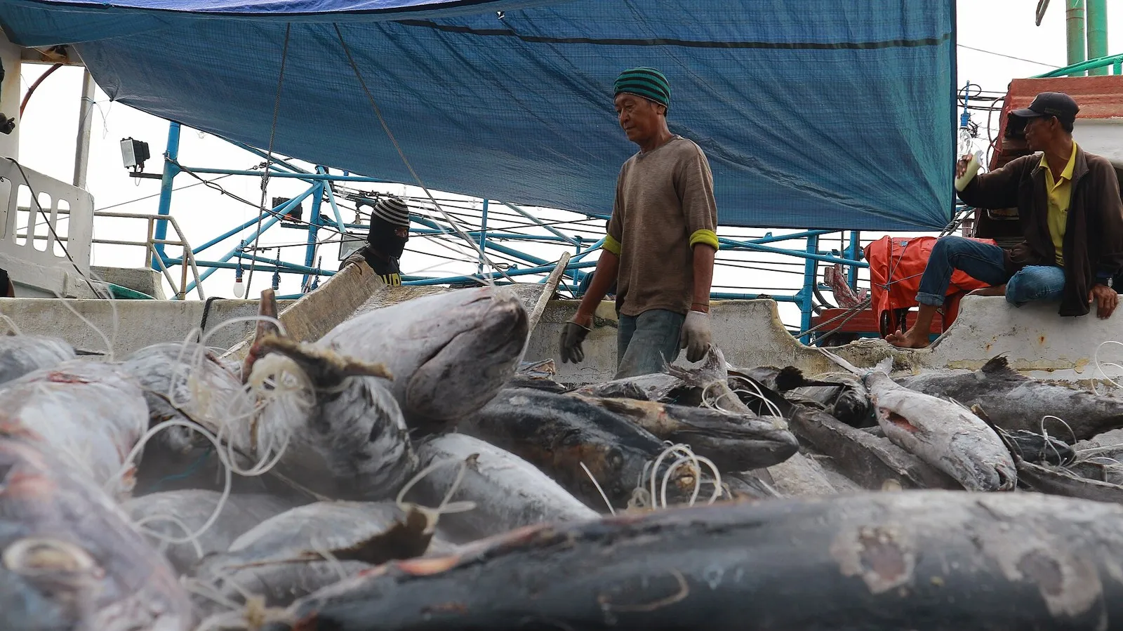 Large tuna piled on the deck of a fishing boat, with workers in gloves standing behind them under a blue tarpaulin.